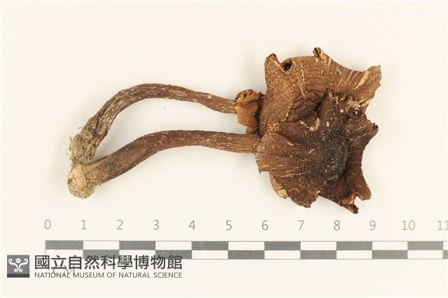 登錄號:F0037294藏品圖，第1張