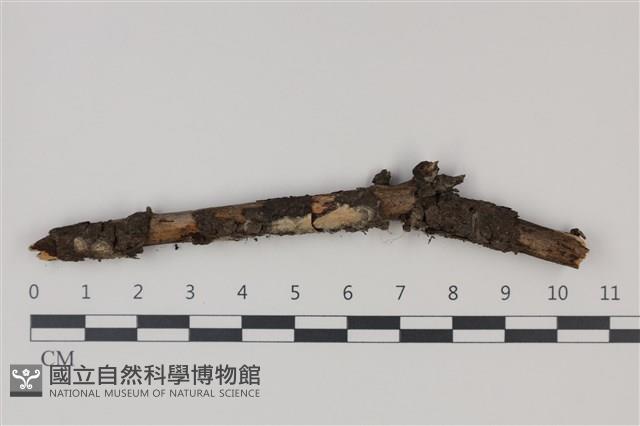 登錄號:F0035294藏品圖，第1張