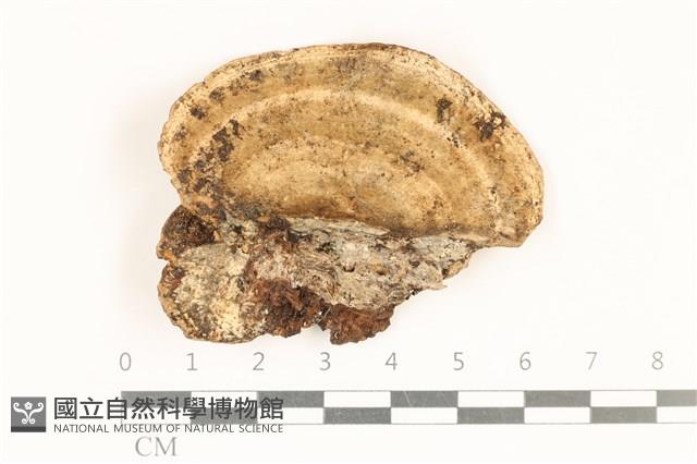 登錄號:F0018894藏品圖，第1張