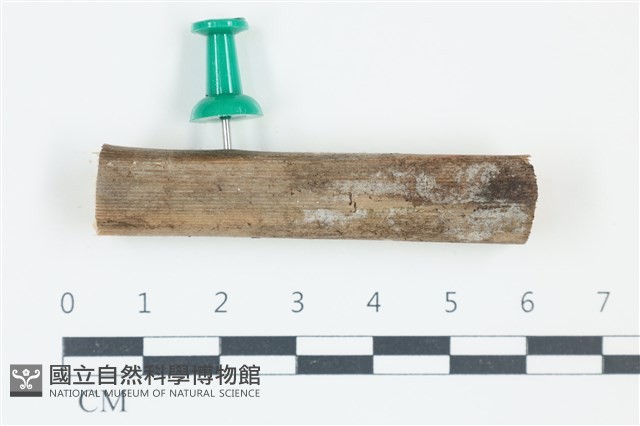 登錄號:F0038894藏品圖，第1張
