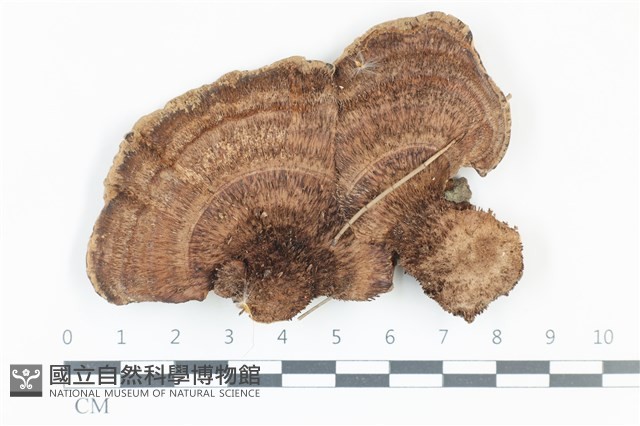 登錄號:F0038994藏品圖，第1張