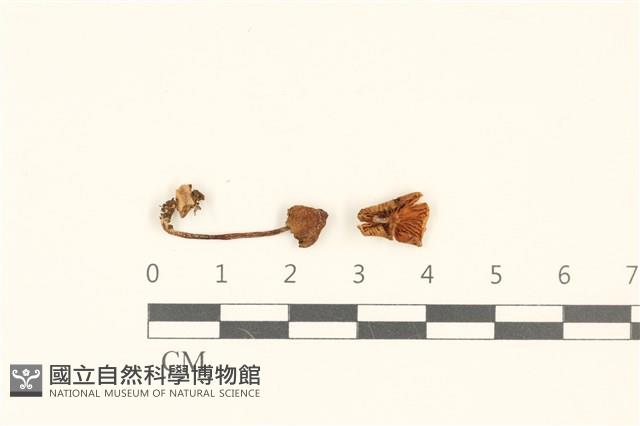 小菇屬藏品圖，第1張