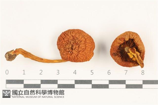登錄號:F0037994藏品圖，第1張