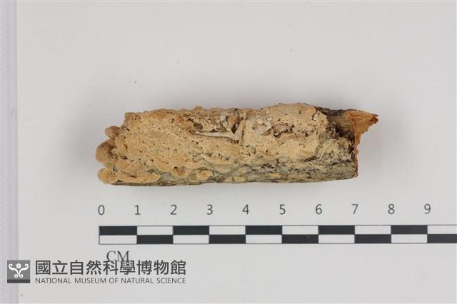 登錄號:F0035994藏品圖，第1張