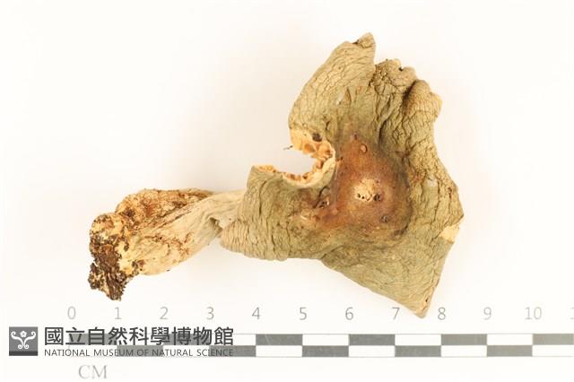 登錄號:F0028694藏品圖，第1張