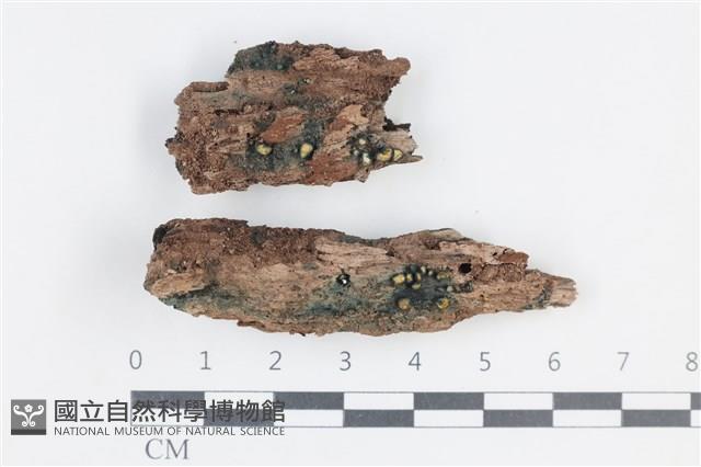 登錄號:F0038694藏品圖，第1張