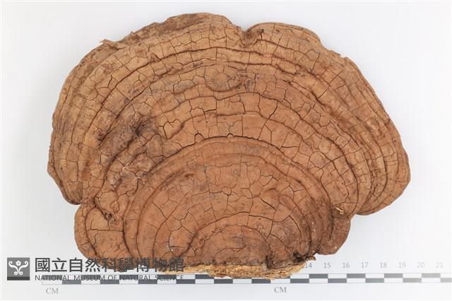 登錄號:F0036694藏品圖，第1張