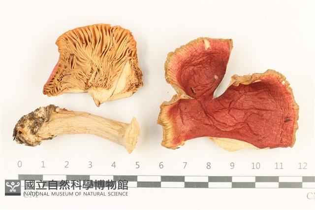 登錄號:F0037694藏品圖，第1張