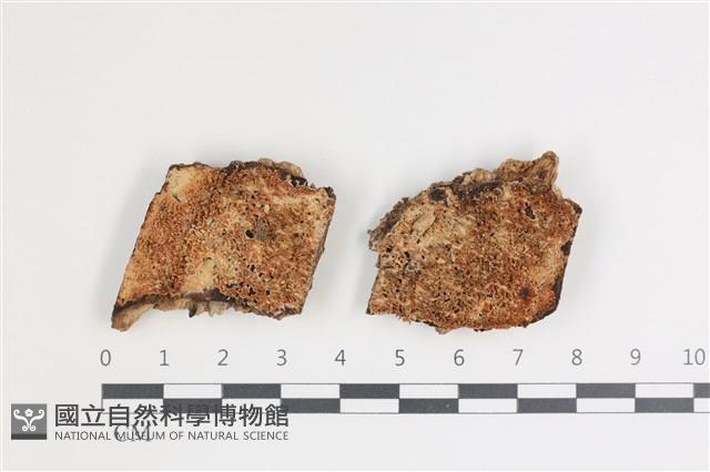 登錄號:F0035694藏品圖，第1張