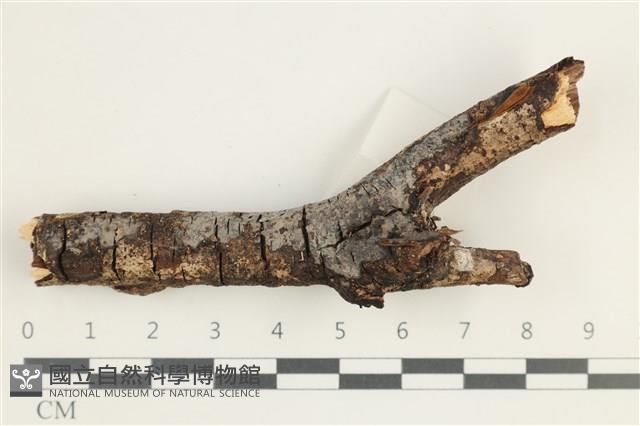 登錄號:F0038494藏品圖，第1張