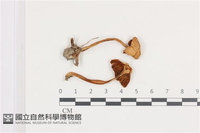 登錄號:F0036494藏品圖，第1張
