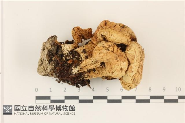 登錄號:F0037494藏品圖，第1張