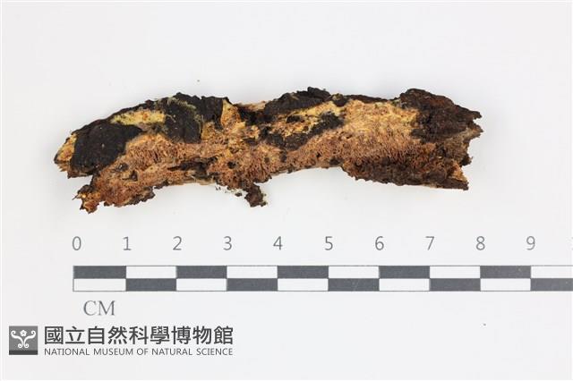 白邊黃孔菌藏品圖，第1張