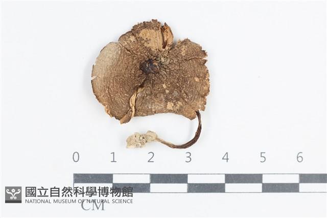 粉褶菌屬藏品圖，第1張