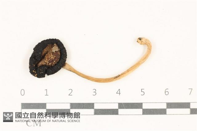 鬼傘屬藏品圖，第1張