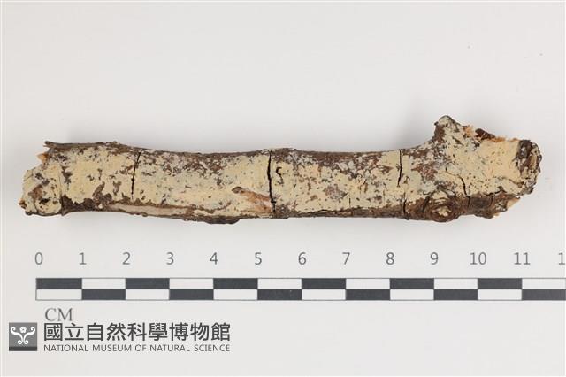 齒耳菌屬藏品圖，第1張