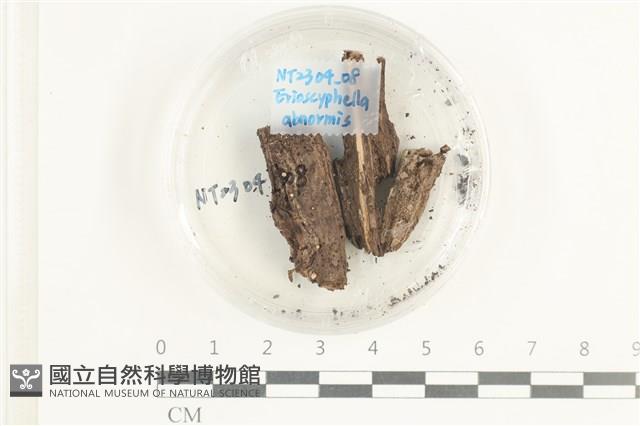 登錄號:F0038594藏品圖，第1張