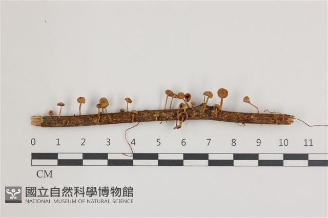 登錄號:F0036594藏品圖，第1張
