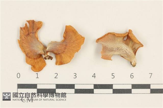 登錄號:F0037594藏品圖，第1張