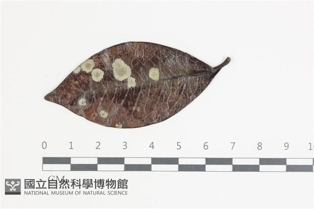 登錄號:F0035594藏品圖，第1張