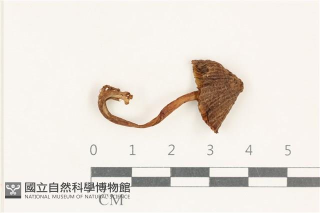 登錄號:F0038194藏品圖，第1張