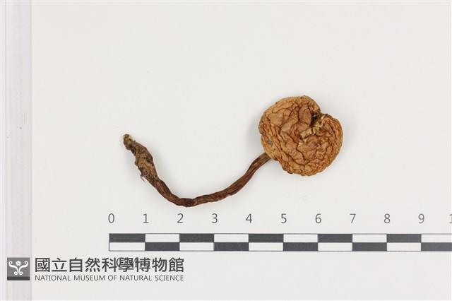登錄號:F0036194藏品圖，第1張