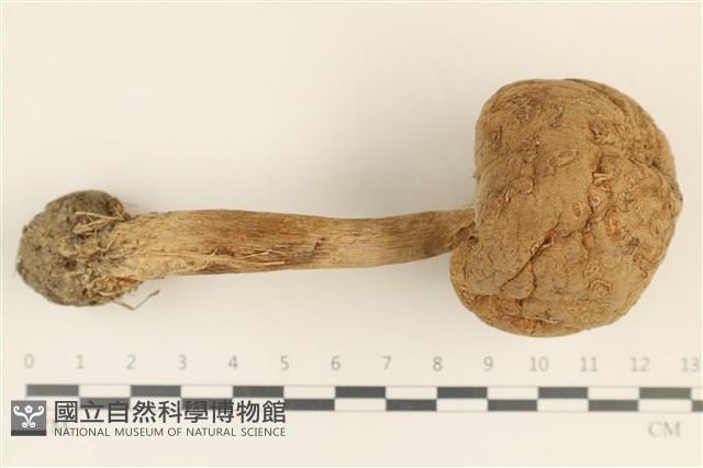 登錄號:F0037194藏品圖，第1張
