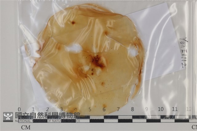 登錄號:F0035194藏品圖，第1張