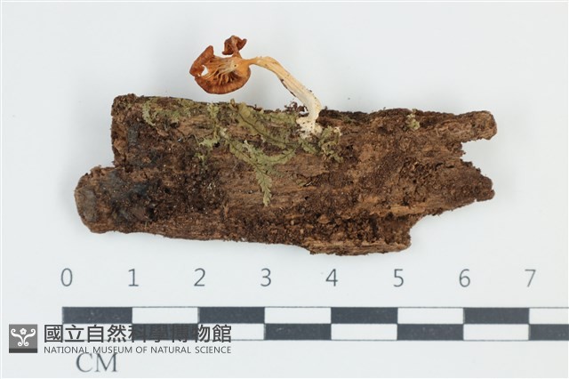 登錄號:F0039194藏品圖，第1張