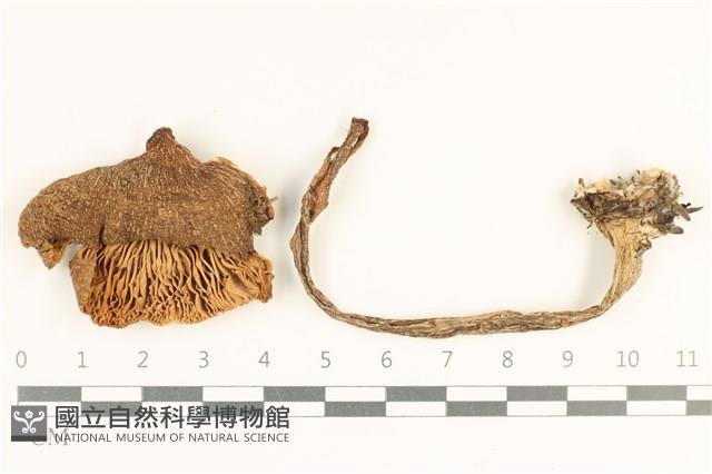 登錄號:F0038094藏品圖，第1張
