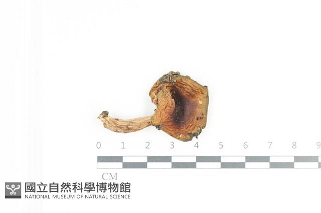 登錄號:F0036094藏品圖，第1張