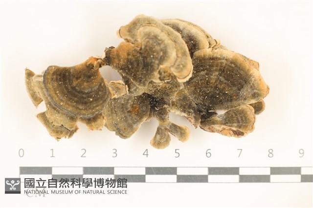 雲芝藏品圖，第1張