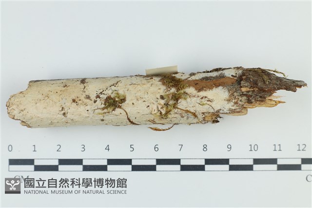登錄號:F0039094藏品圖，第1張