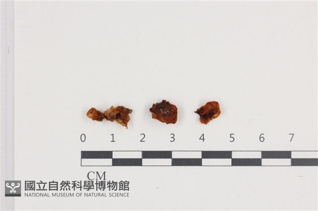 登錄號:F0036394藏品圖，第1張