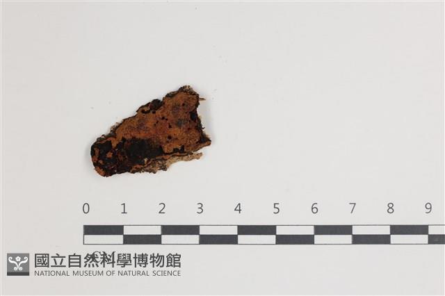 登錄號:F0035394藏品圖，第1張
