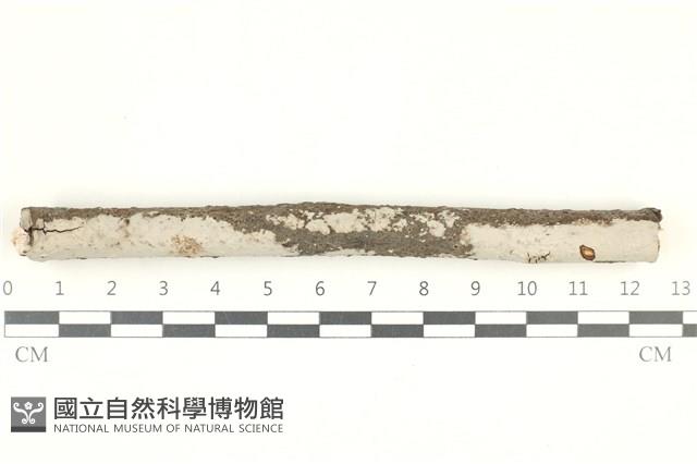 登錄號:F0038284藏品圖，第1張