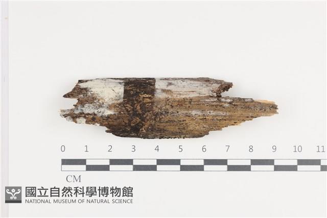 登錄號:F0036284藏品圖，第1張