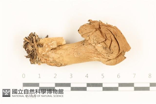 登錄號:F0037284藏品圖，第1張