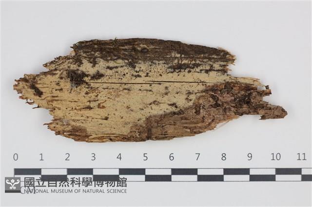 登錄號:F0035284藏品圖，第1張