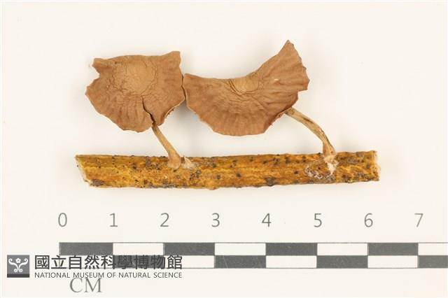 登錄號:F0036884藏品圖，第1張