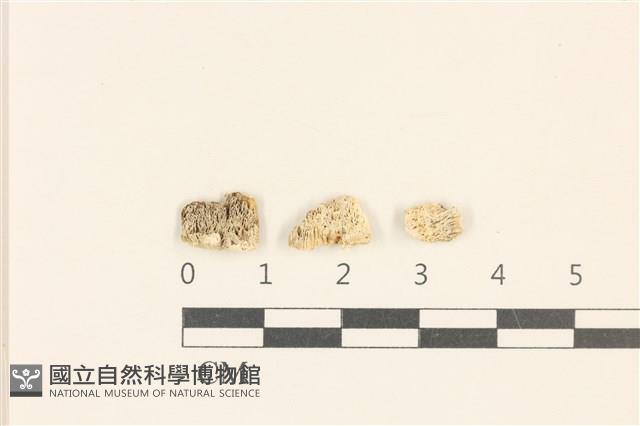 登錄號:F0017884藏品圖，第1張