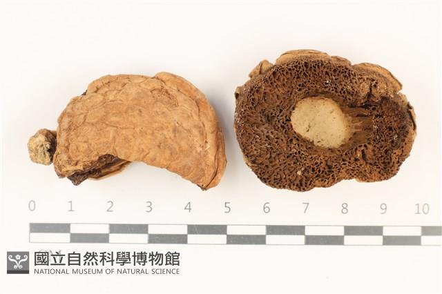 登錄號:F0037884藏品圖，第1張