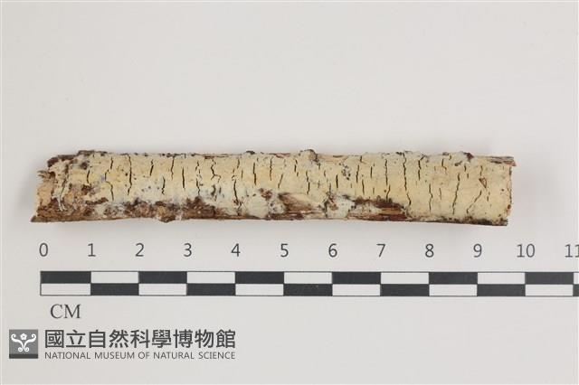 登錄號:F0035884藏品圖，第1張