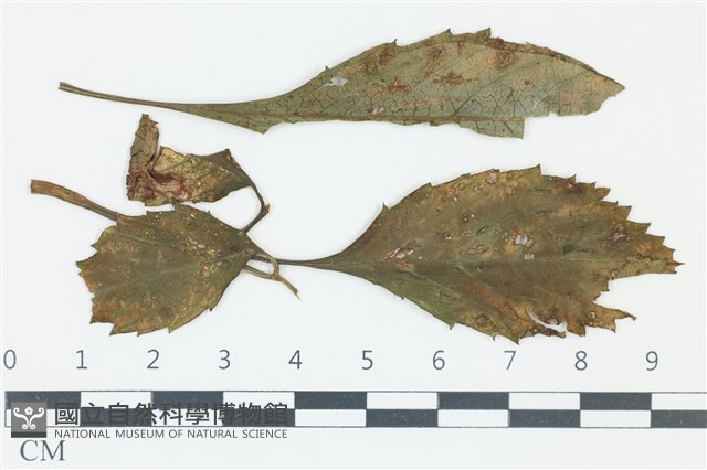 登錄號:F0038984藏品圖，第1張
