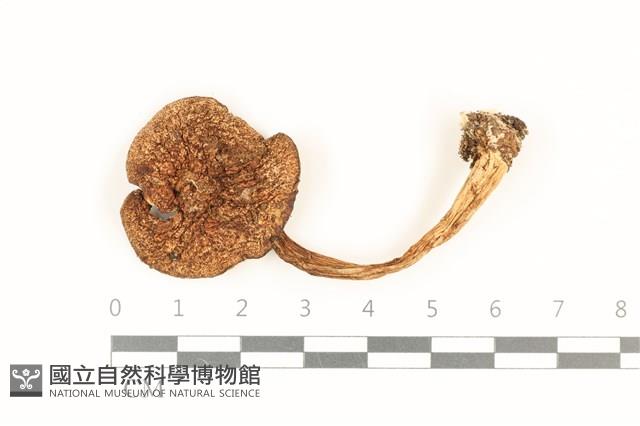 登錄號:F0036984藏品圖，第1張