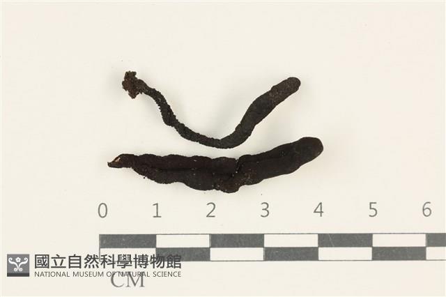登錄號:F0037984藏品圖，第1張