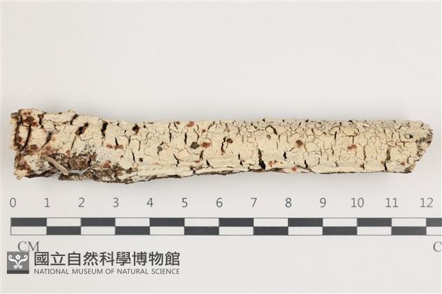 登錄號:F0035984藏品圖，第1張