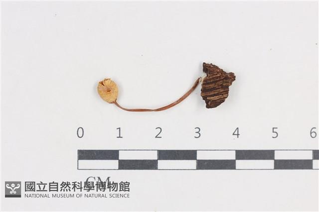 登錄號:F0038684藏品圖，第1張