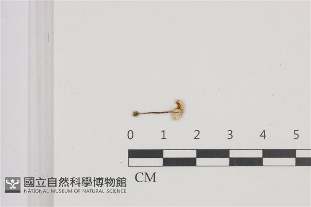 登錄號:F0036684藏品圖，第1張