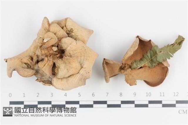 登錄號:F0036484藏品圖，第1張
